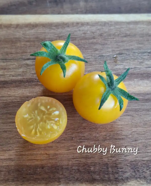 Tomaten: Chubby Bunny (micro)