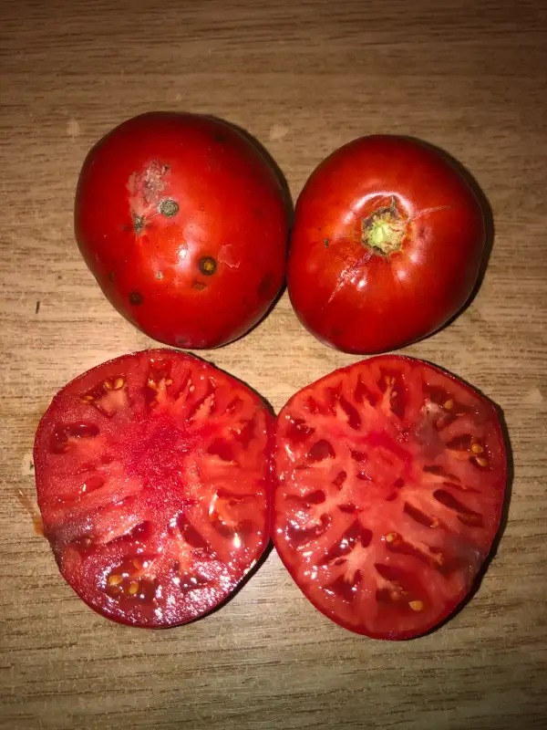 Tomaten: Chudo Altaya