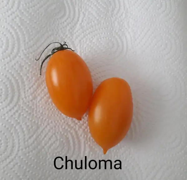 Tomaten: Chuloma