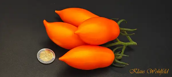 Tomaten: Chuloma