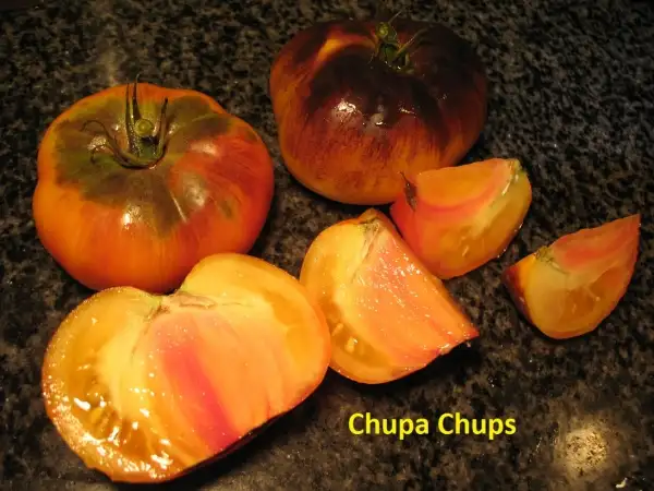 Tomaten: chupa chups