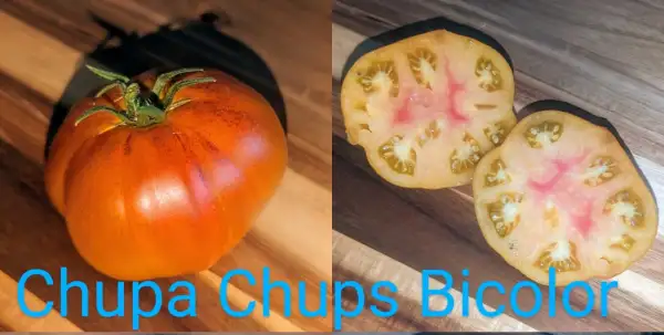 Tomaten: Chupa Chups Bicolor