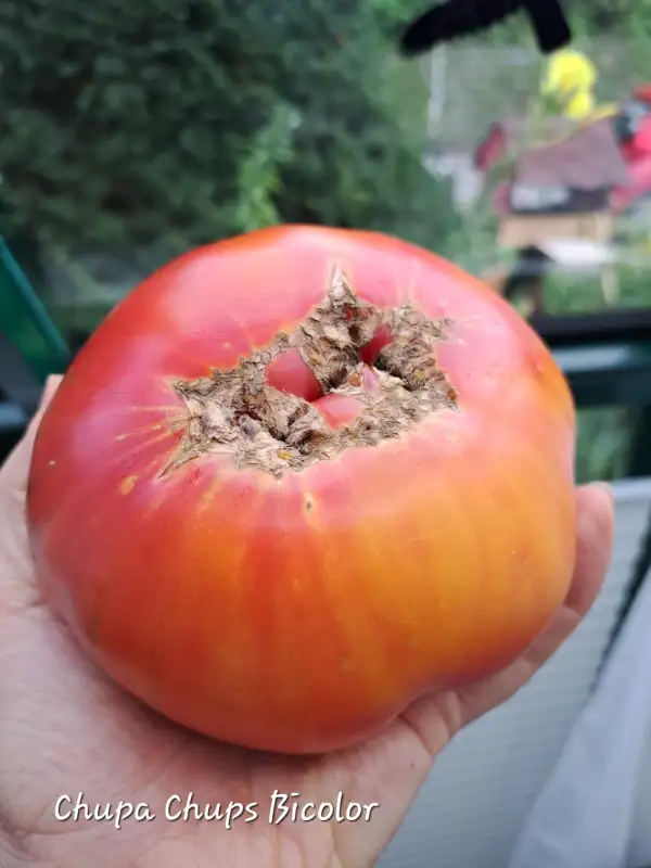 Tomaten: Chupa Chups Bicolor 2025