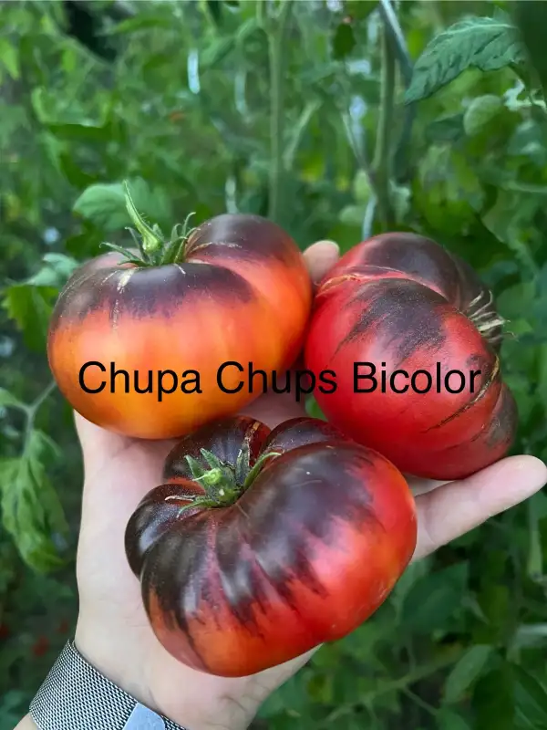 Tomaten: Chupa Chups Bicolor