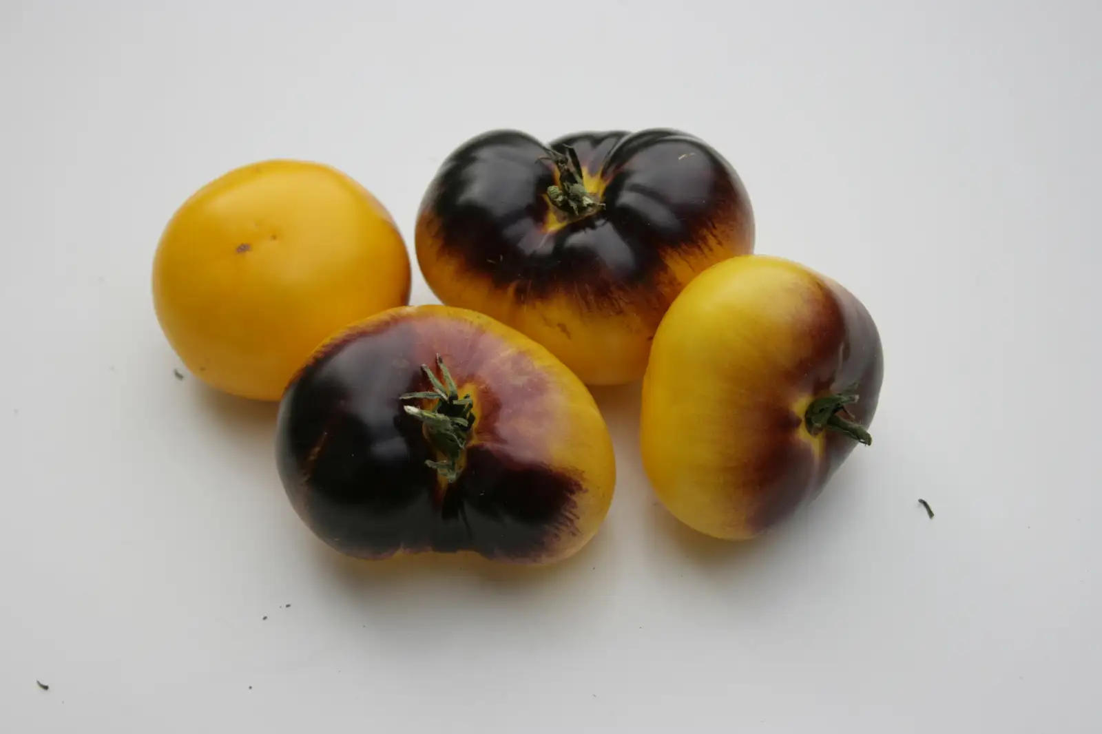 Tomaten: Chupa Chups Bicolor