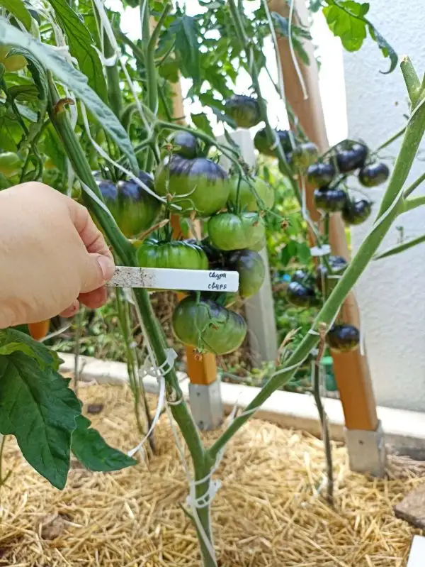 Tomaten: Chupa chups gelb