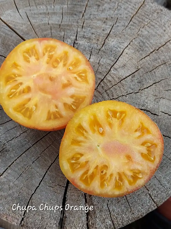 Tomaten: Chupa Chups Orange