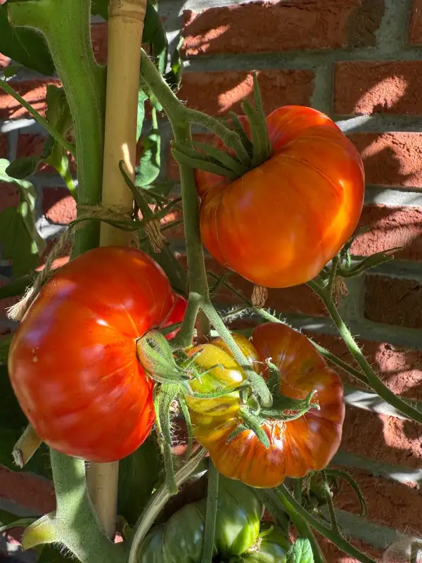 Tomaten: Chupa Chups Orange