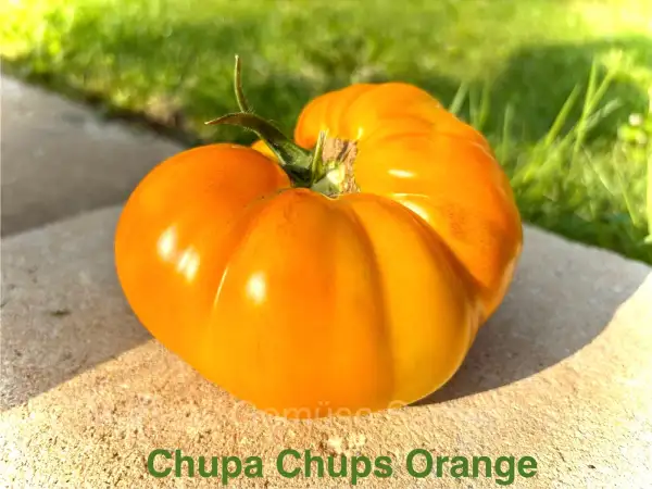 Tomaten: Chupa Chups Orange