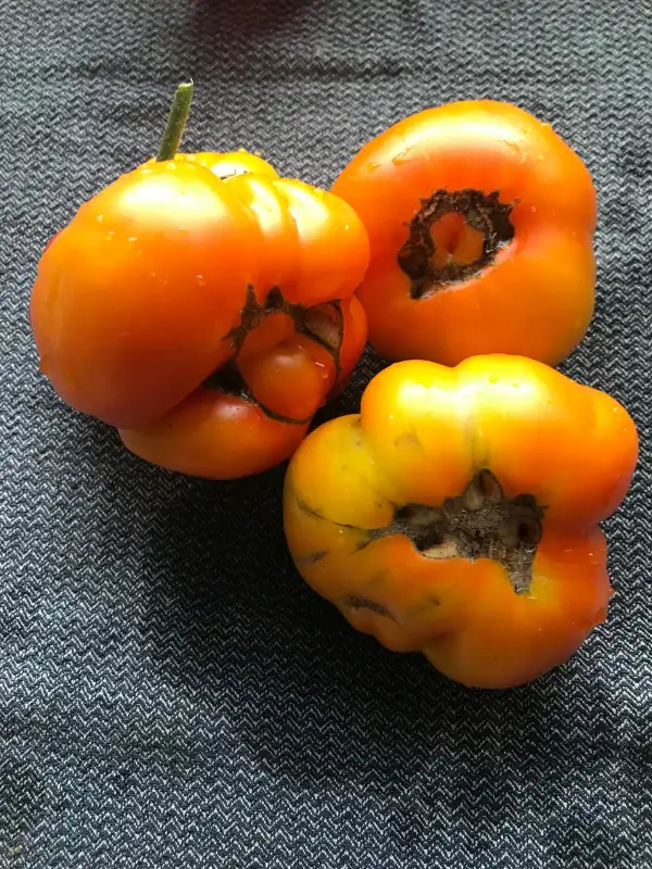 Tomaten: Chupa Chups Orange