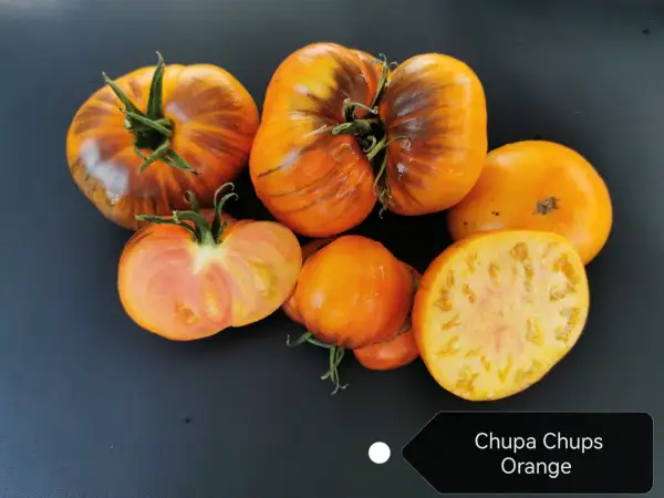 Tomaten: Chupa-Chups Orange