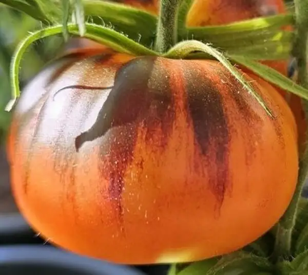 Tomaten: Chupa Chups Orange