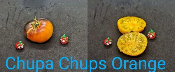 Tomaten: Chupa Chups Orange