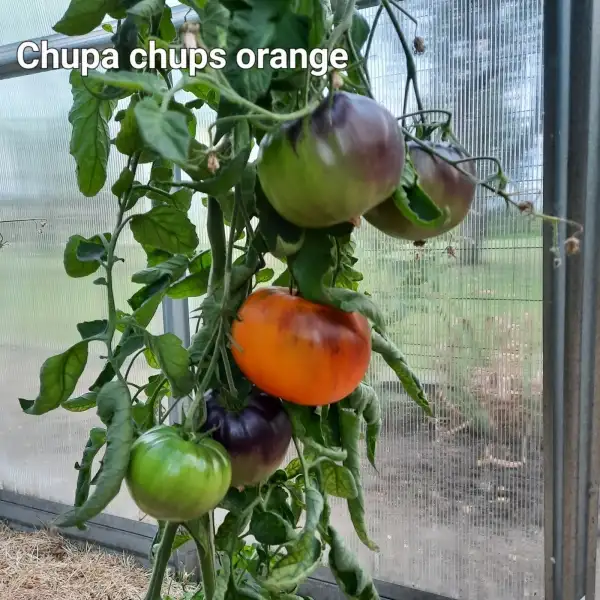 Tomaten: Chupa Chups Orange