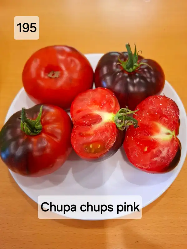 Tomaten: Chupa chups pink