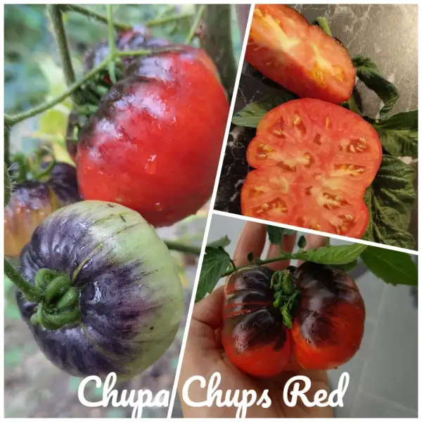 Tomaten: Chupa Chups Red