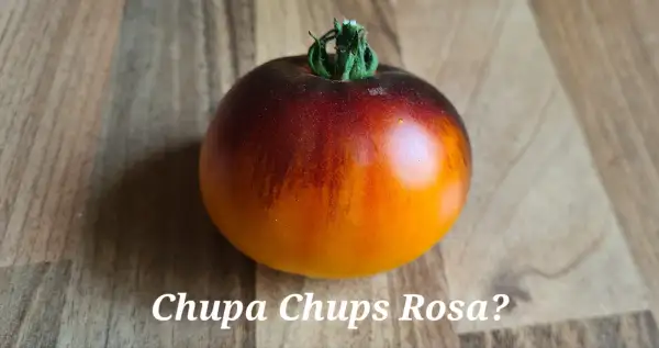 Tomaten: Chupa Chups Rosè