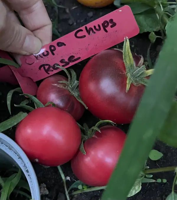 Tomaten: Chupa Chups Rosè