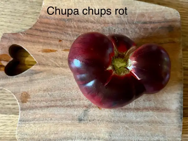 Tomaten: Chupa-chups rot