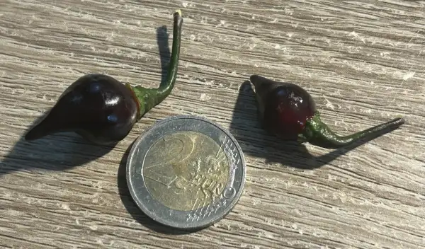 Chili: Chupethino Black