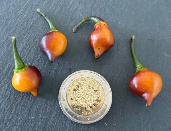 Chili / Paprika: Chupetinho Caramel