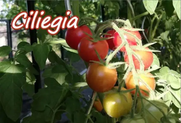 Tomaten: Ciliegia