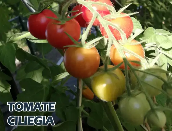 Tomaten: Ciliegia