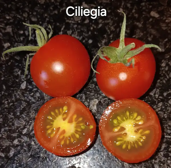 Tomaten: Ciliegia
