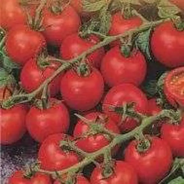 Tomaten: Ciliegia Nano