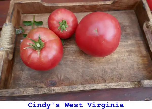 Tomaten: Cindy’s West Virginia