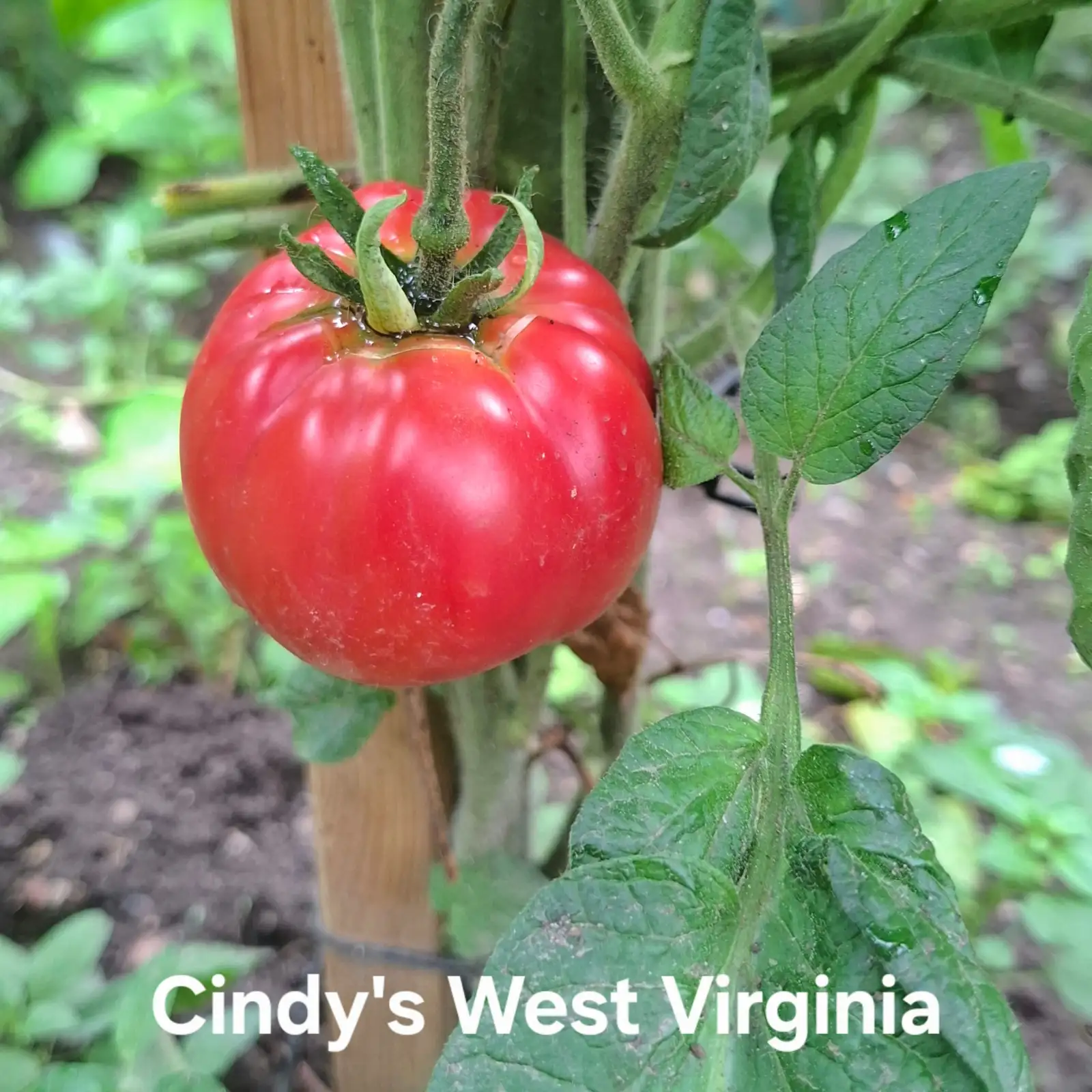 Tomaten: Cindy