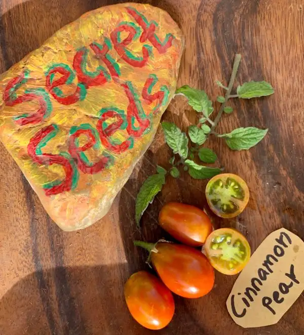 Tomaten: Cinnamon Pear