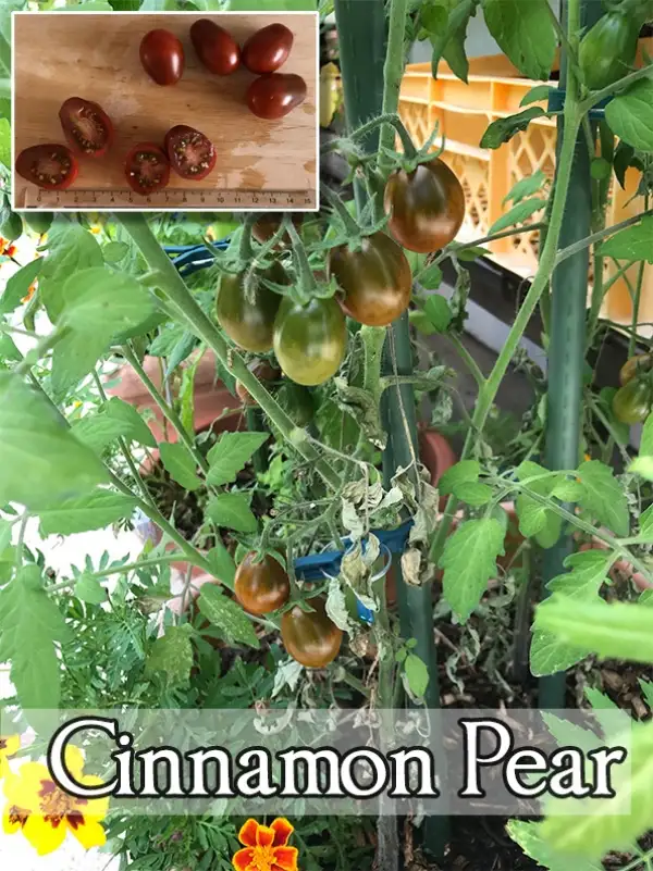 Tomaten: Cinnamon Pear