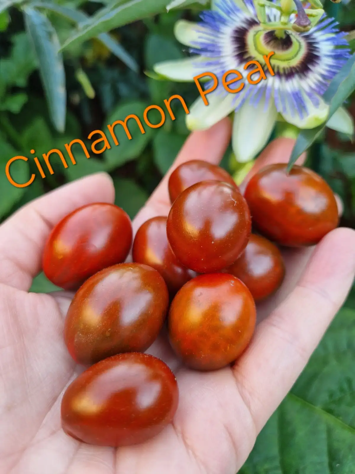 Tomaten: Cinnamon Pear