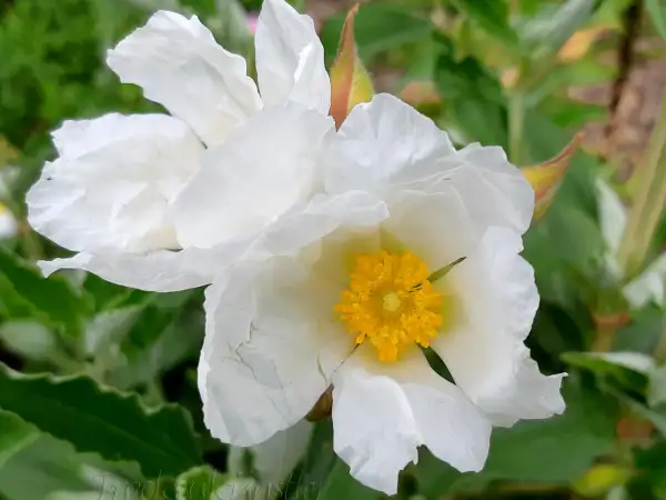 Stauden / Gehölz: Cistus laurifolius - Lorbeerblättrige Zistrose - laurel-leaved rock rose