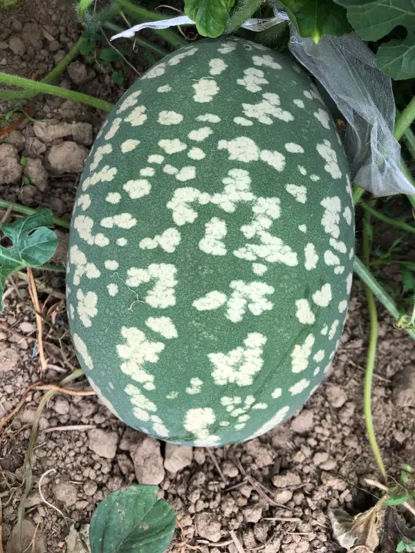 Obst: Citre Ovale à Graine Rouge wassermelone