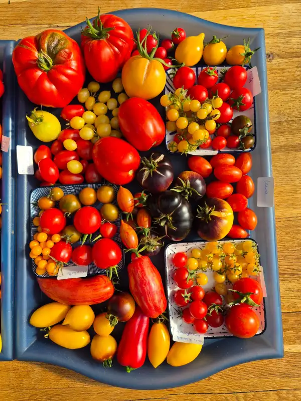 Tomaten: Citrina