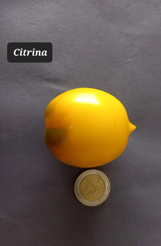 Tomaten: Citrina 2023