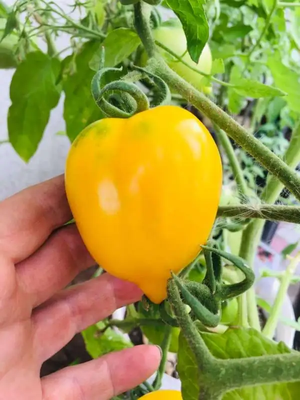 Tomaten: Citrina