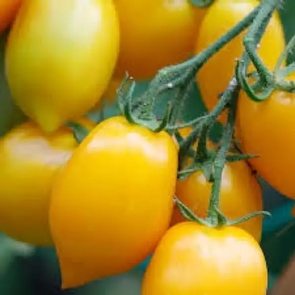 Tomaten: Citronella