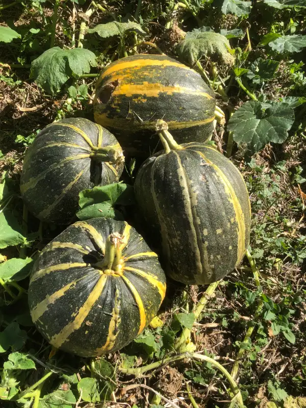 Kürbisse: Citrouille de Touraine Kürbis