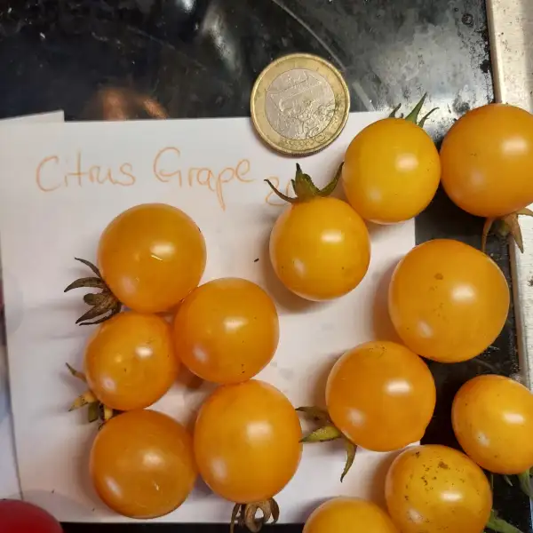 Tomaten: Citrus Grape