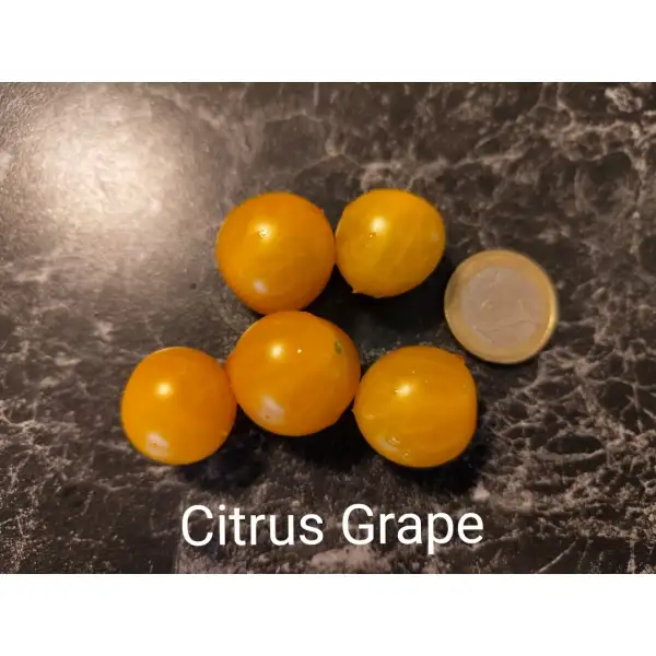 Tomaten: Citrus Grape
