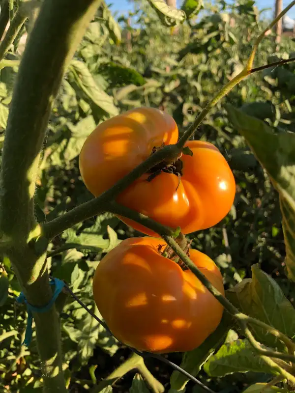 Tomaten: Claude Brown