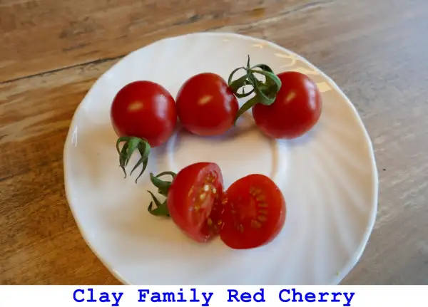 Tomaten: Clay Family Red Cherry
