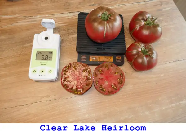 Tomaten: Clear Lake Heirloom
