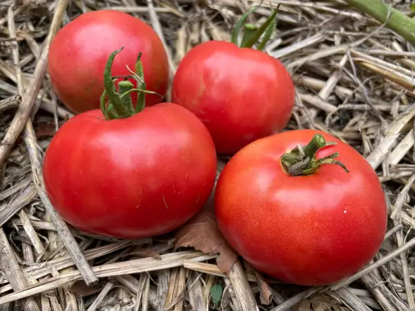 Tomaten: Clear Pink