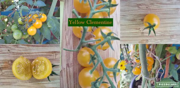 Tomaten: Clementine - Massenträger