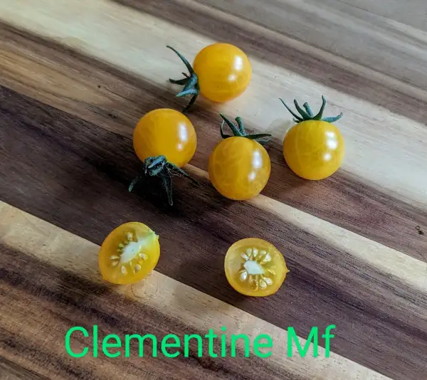 Tomaten: Clementine