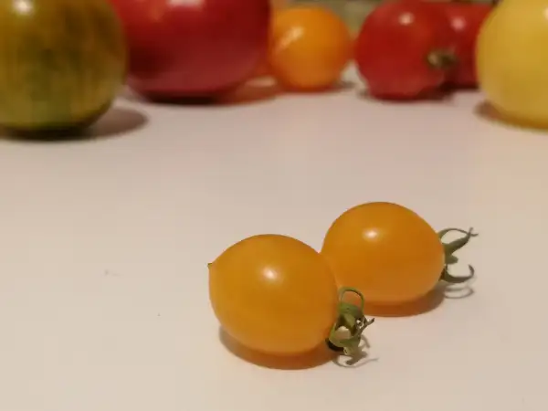 Tomaten: Clementine